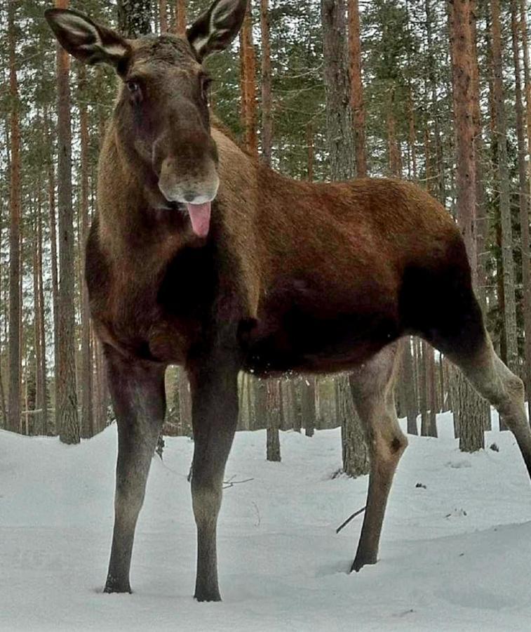 Schnieders2German Forest Room Harmånger المظهر الخارجي الصورة